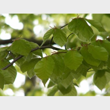 Dansk Nykløvet Bøg