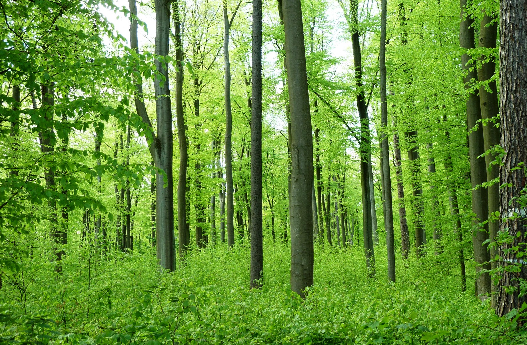 B&oslash;geskov - en god tr&aelig;sort til br&aelig;ndeform&aring;l